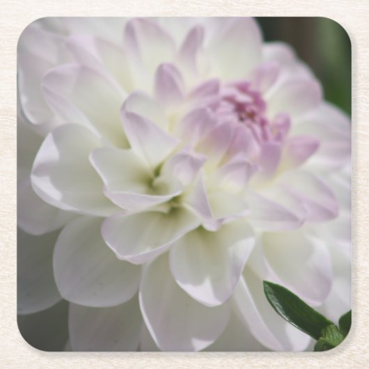 onderzetter van Paarse en Witte Dahlia (Voorkant)