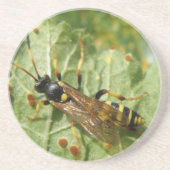 Onderzetters (Voorkant)