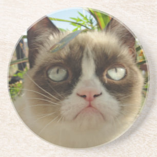 Onderzetters met bruine kat
