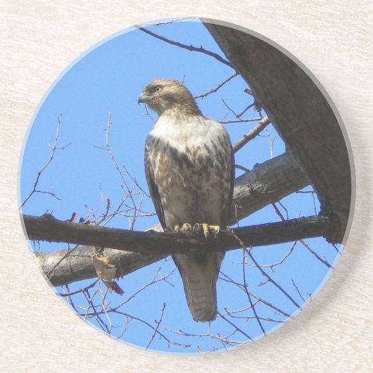 Onderzetters met rode staart (juveniele) (Voorkant)