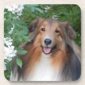 Onderzetters - set van 6 - met Sheltie (Voorkant)