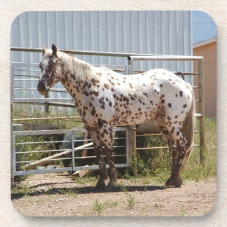 Onderzetters van appaloosa