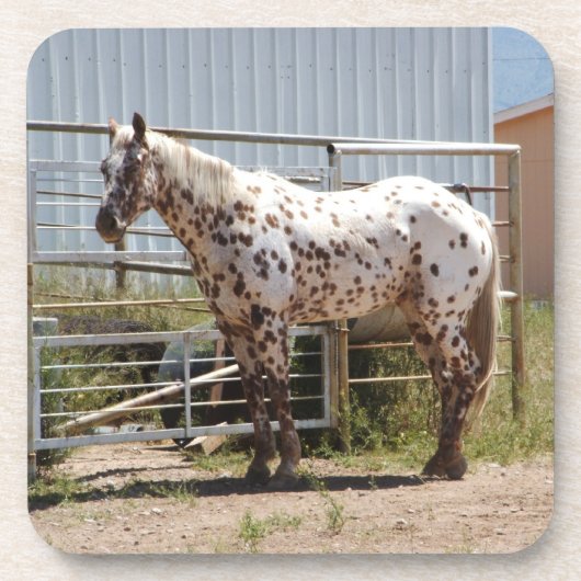 Onderzetters van appaloosa (Voorkant)