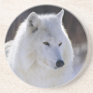 Onderzetters van Arctische wolven