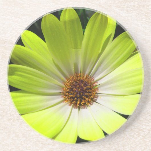 Onderzetters van de Afrikaanse Daisy Fluorescent Y (Voorkant)