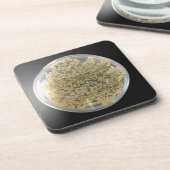 Onderzetters van het bacteriële Bord (Linkerzijde)