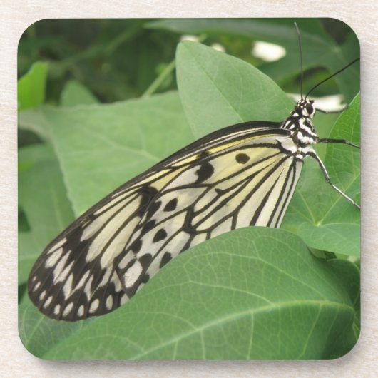 Onderzetters van papiermijt Butterfly Macro Cork (Voorkant)