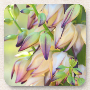 onderzetters van yucca-bloemen