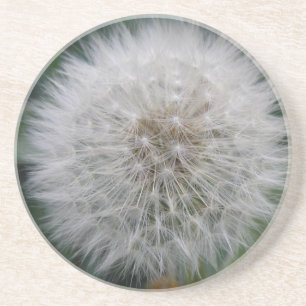 Onderzetters voor het zaaien van Dandelion