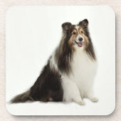 Onderzetters voor Sheltie Mix & Match (Voorkant)