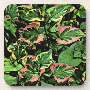 onderzetterset, KAMELEONPLANT/GROENE EN ROZE BLADE Onderzetter