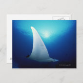 Onderzijde van een manta-straal briefkaart (Voorkant / Achterkant)