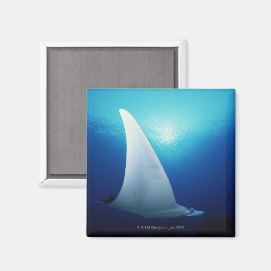 Onderzijde van een manta-straal magneet (Voorkant / Achterkant)