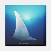 Onderzijde van een manta-straal magneet (Voorkant)