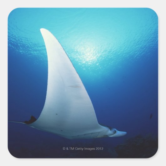 Onderzijde van een manta-straal vierkante sticker (Voorkant)