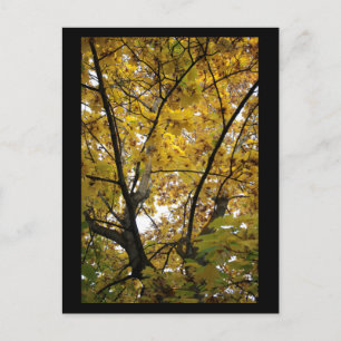 Onderzijde van gele bladeren in Herfst Mini Print Briefkaart