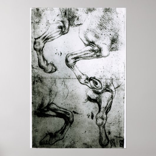Onderzoek naar benen van paarden poster (Voorkant)