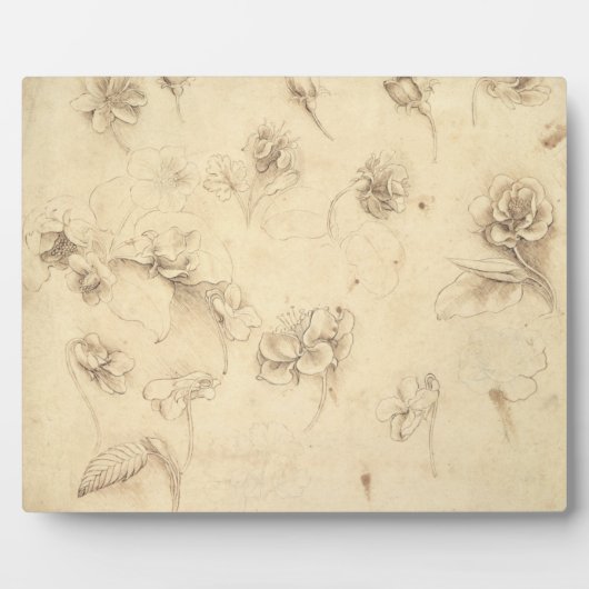 Onderzoek naar de bloemen van grasachtige Planten  Fotoplaat (Voorkant)