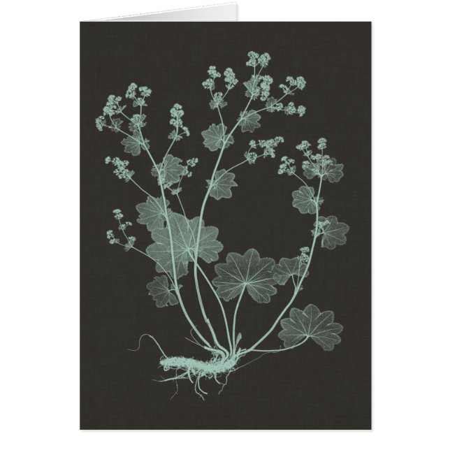 Onderzoek naar de Natuur van mint en houtskool I (Voorkant)