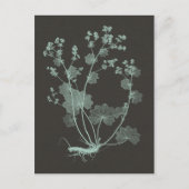 Onderzoek naar de Natuur van mint en houtskool I Briefkaart (Voorkant)
