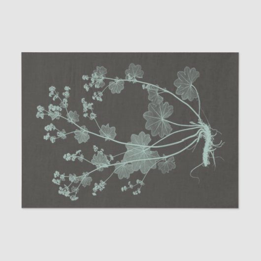 Onderzoek naar de Natuur van mint en houtskool I Tissuepapier (Voorkant)