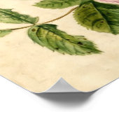 Onderzoek naar roze roze roze roze roze 18e eeuw poster (Hoek)