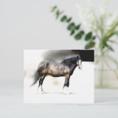 ONDERZOEK SHIRE HORSE BRIEFKAART (Staand voorkant)