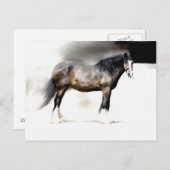 ONDERZOEK SHIRE HORSE BRIEFKAART (Voorkant / Achterkant)