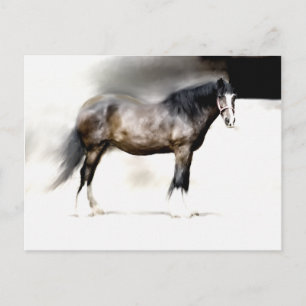ONDERZOEK SHIRE HORSE BRIEFKAART