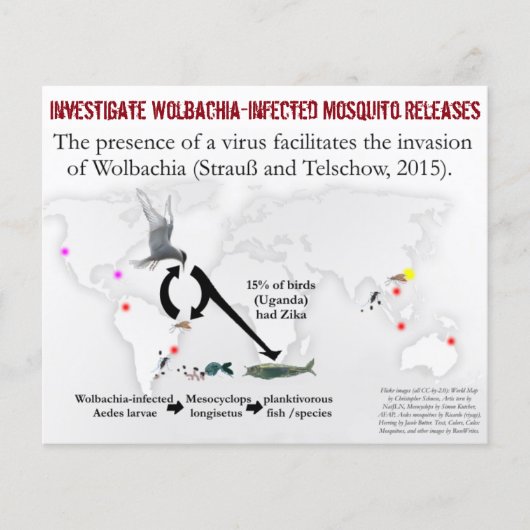 Onderzoek Wolbachia 2-zijdige Flyer door RoseWrite (Voorkant)