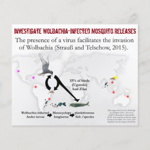 Onderzoek Wolbachia 2-zijdige Flyer door RoseWrite