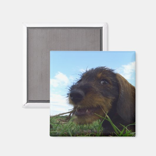 ondeugende teckel puppy magneet (Voorkant / Achterkant)