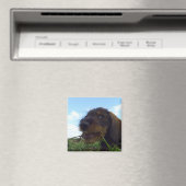 ondeugende teckel puppy magneet (Insitu (Vaatwasser))