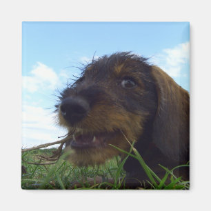 ondeugende teckel puppy magneet