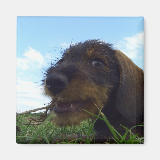 ondeugende teckel puppy magneet (Voorkant)