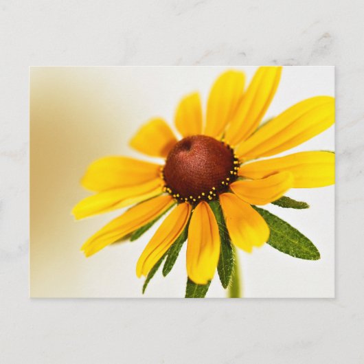 One Black-Eyed Susan Blossom Briefkaart (Voorkant)