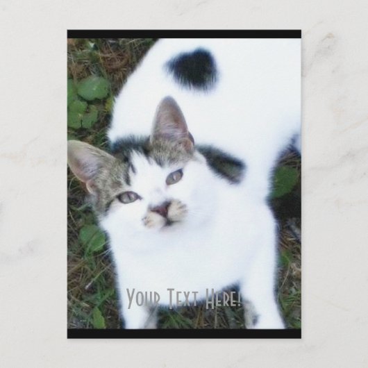 One Cool Cat (Girl) Briefkaart (Voorkant)