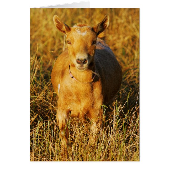 One Cute Goat (Voorkant)