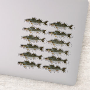 One Dozen Walleye Pike Fish Sticker