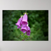 One Foxglove Down Light Poster (Voorkant)