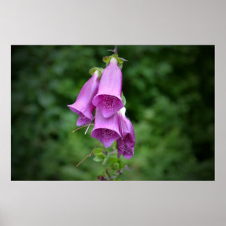One Foxglove Down Light Poster