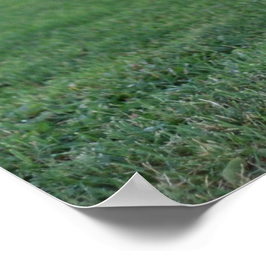 "One Legged Pose", Rooster Poster (Hoek)