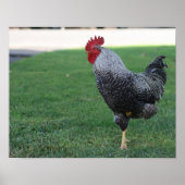 "One Legged Pose", Rooster Poster (Voorkant)