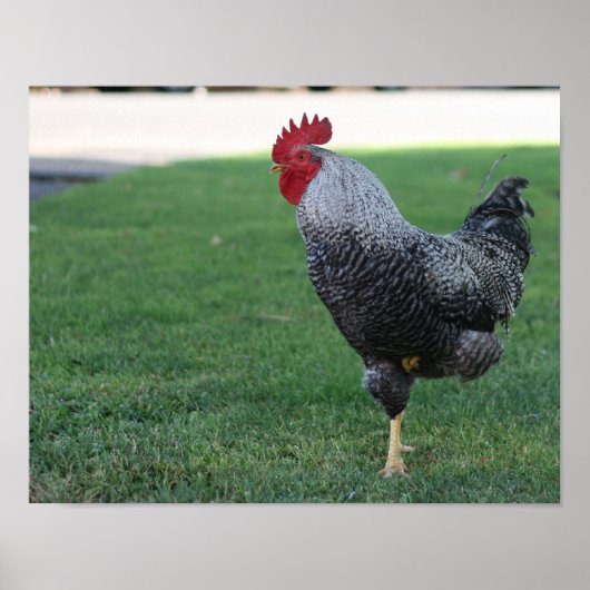 "One Legged Pose", Rooster Poster (Voorkant)