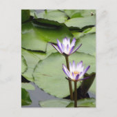 One/Lotus Blooms All-Occasion Groeten Briefkaart (Voorkant)