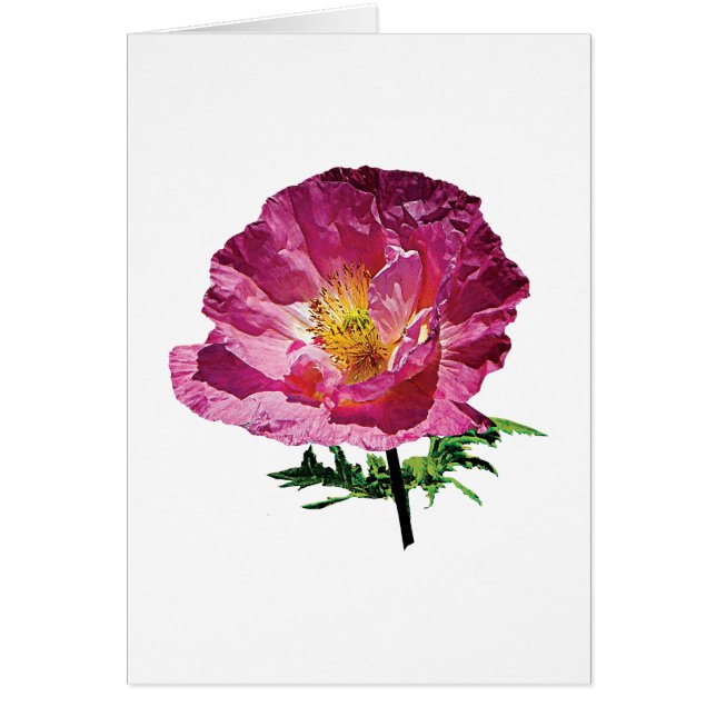 One Pink Poppy (Voorkant)