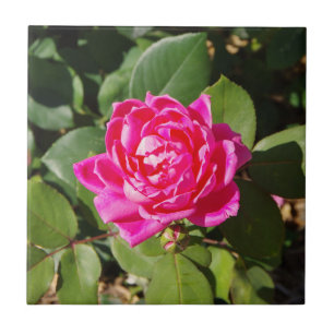 One Pink Rose tegel Tegeltje