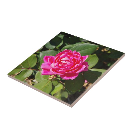 One Pink Rose tegel Tegeltje (Zijkant)