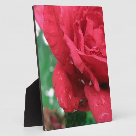 One Red Rose Fotoplaat (Zijkant)