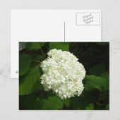 One Snowball Bloom Briefkaart (Voorkant / Achterkant)